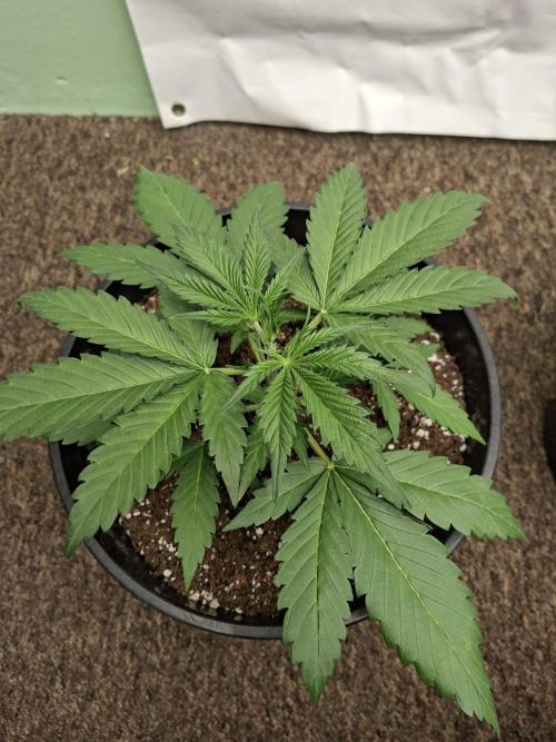 Fastbuds Banana Gauva Auto. Week 3