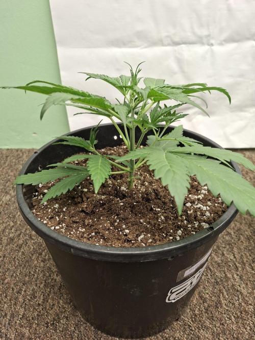 Fastbuds Banana Gauva Auto. Week 3