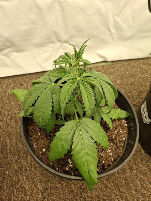 Fastbuds Banana Gauva Auto. Week 3