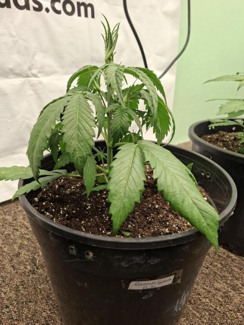 Fastbuds Banana Gauva Auto. Week 3