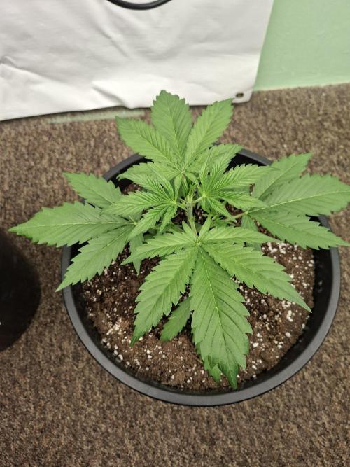 Fastbuds Banana Gauva Auto. Week 3