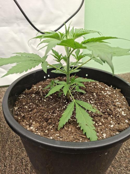 Fastbuds Banana Gauva Auto. Week 3