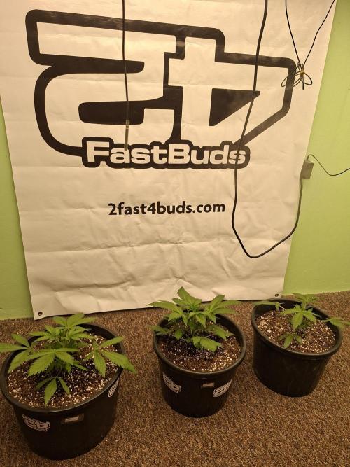 Fastbuds Guava Sundae. Week 3