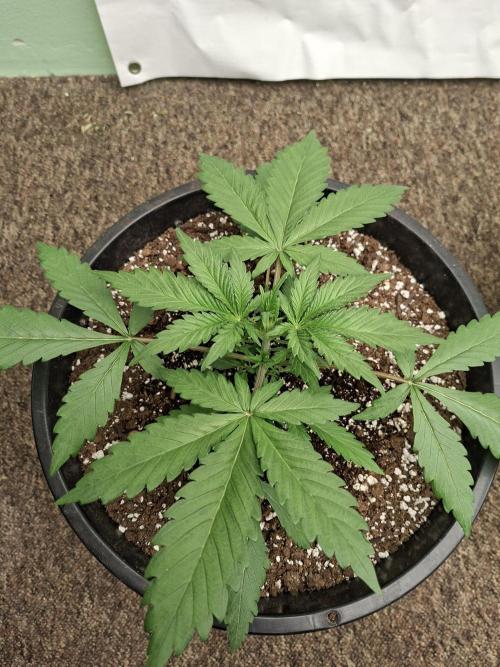 Fastbuds Guava Sundae. Week 3