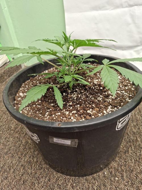 Fastbuds Guava Sundae. Week 3