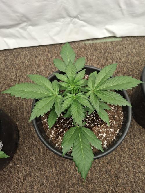 Fastbuds Guava Sundae. Week 3