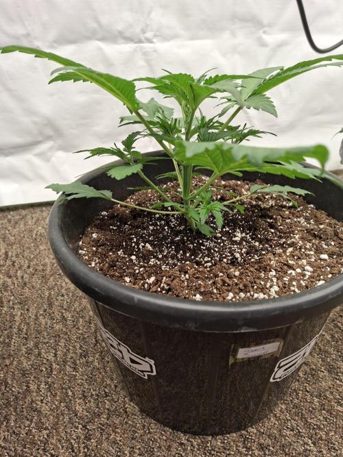 Fastbuds Guava Sundae. Week 3