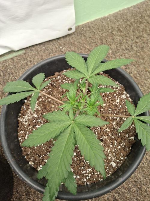 Fastbuds Guava Sundae. Week 3