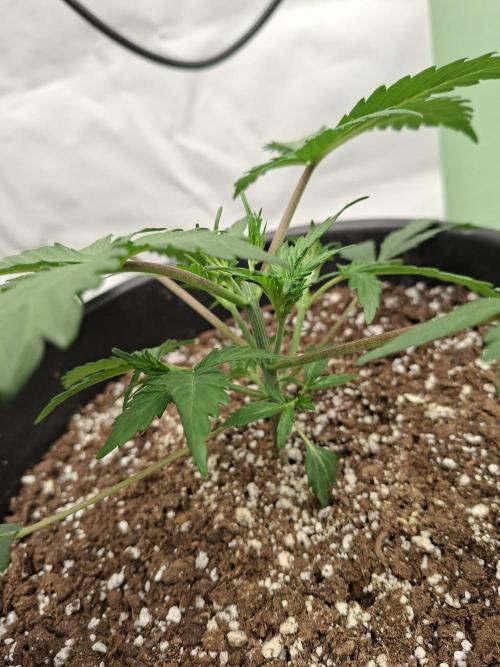 Fastbuds Guava Sundae. Week 3