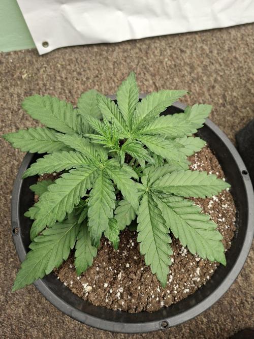 Fastbuds Mendo Frost Auto. Week 3