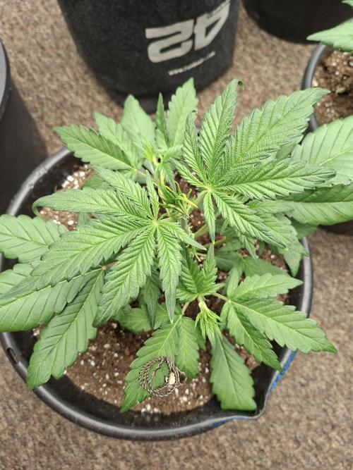Fastbuds Mendo Frost Auto. Week 3