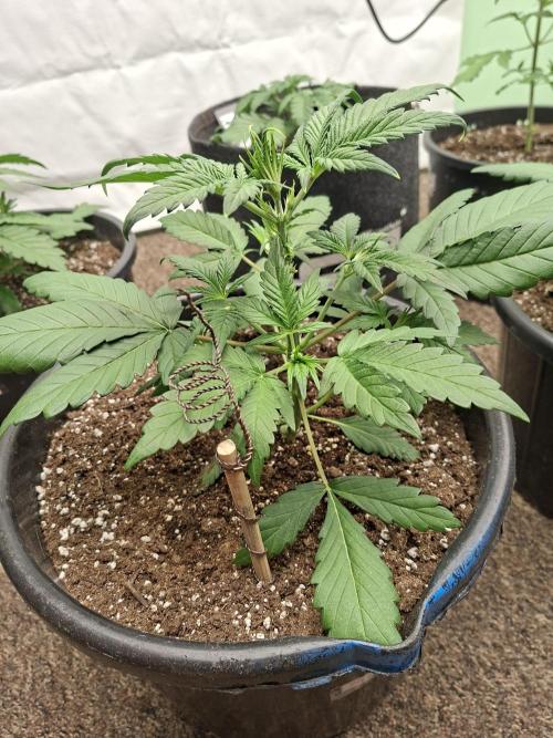 Fastbuds Mendo Frost Auto. Week 3