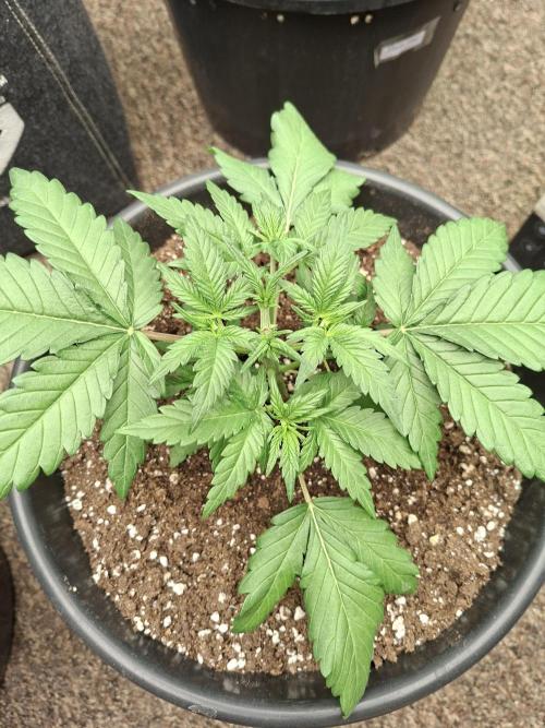 Fastbuds Mendo Frost Auto. Week 3