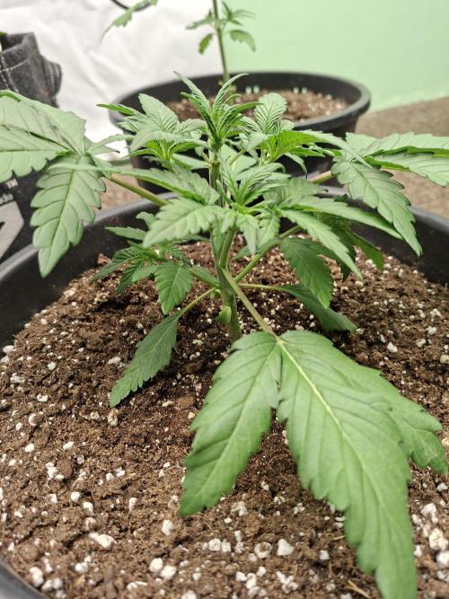 Fastbuds Mendo Frost Auto. Week 3