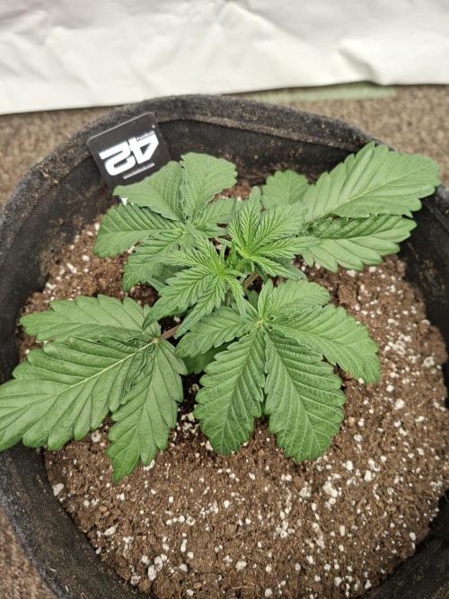 Fastbuds Mendo Frost Auto. Week 3