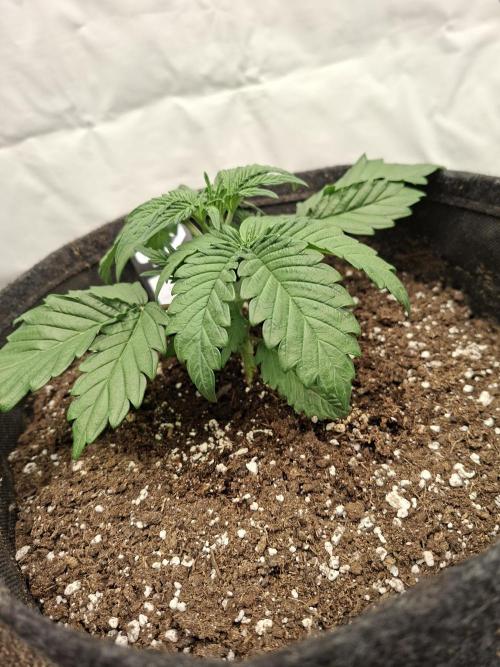 Fastbuds Mendo Frost Auto. Week 3