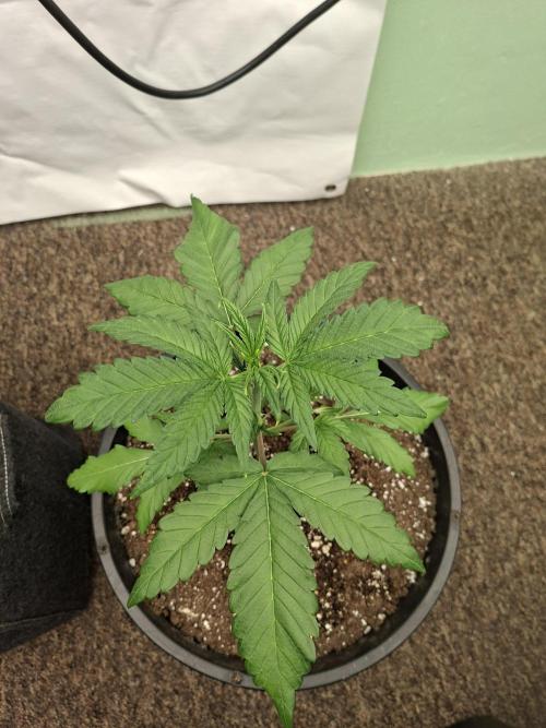 Fastbuds Mendo Frost Auto. Week 3