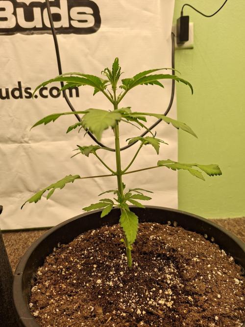 Fastbuds Mendo Frost Auto. Week 3