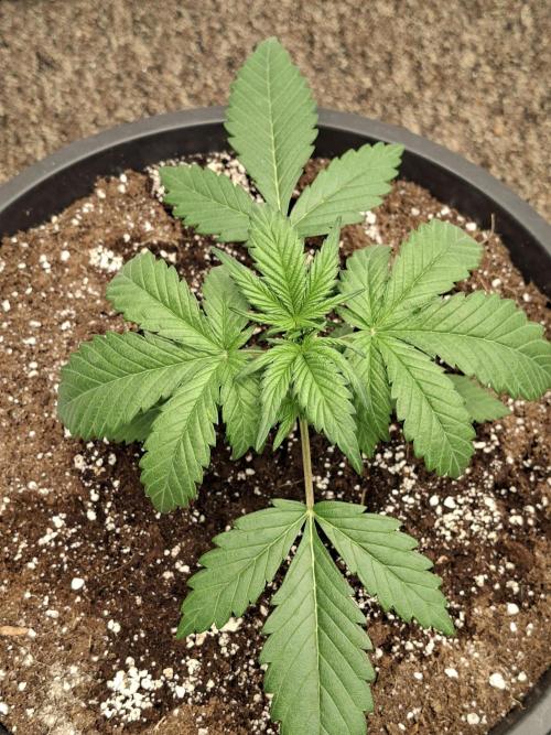 Cherry Cola RF3 #2. Week 3