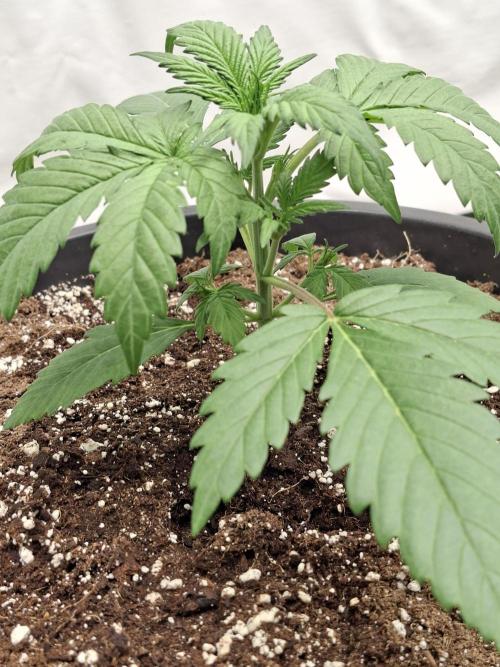 Cherry Cola RF3 #2. Week 3