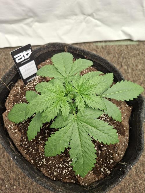 Cherry Cola RF3. Week 3