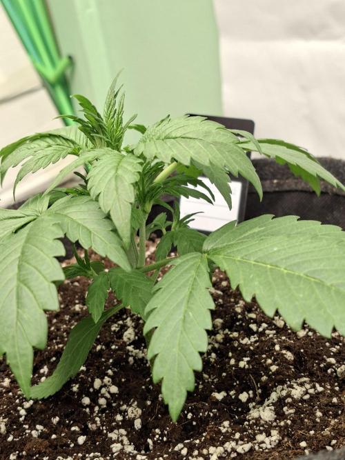 Cherry Cola RF3. Week 3