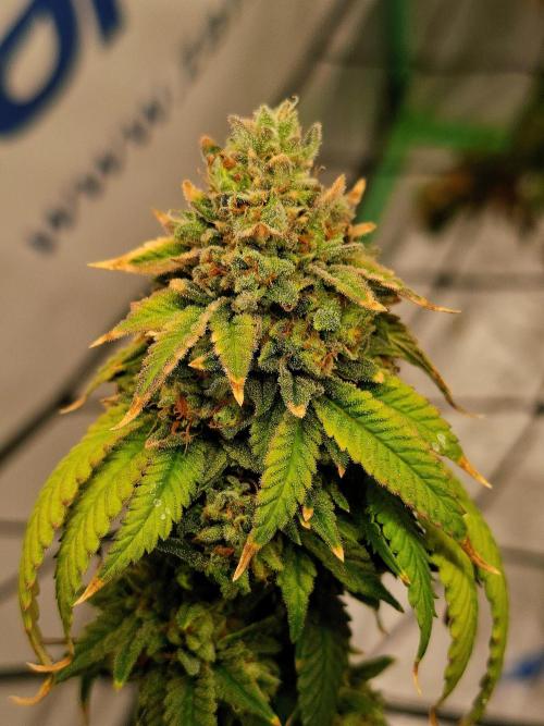 Zamnesia Trio. Week 17