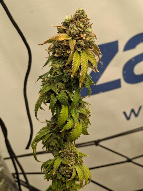 Zamnesia Trio. Week 17