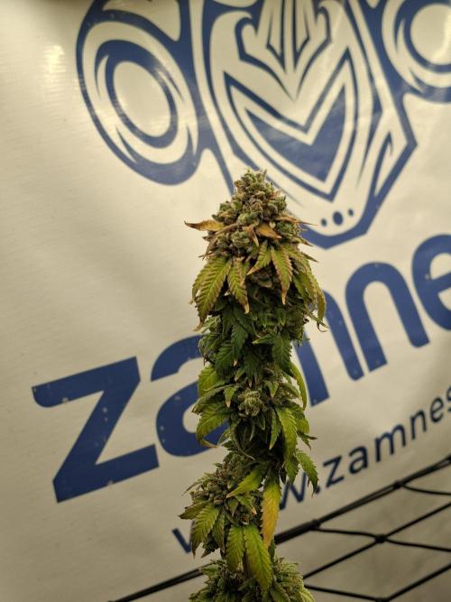 Zamnesia Trio. Week 17