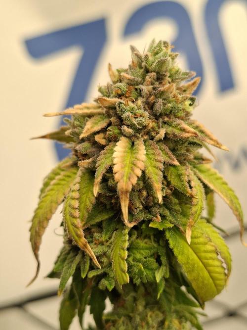 Zamnesia Trio. Week 17