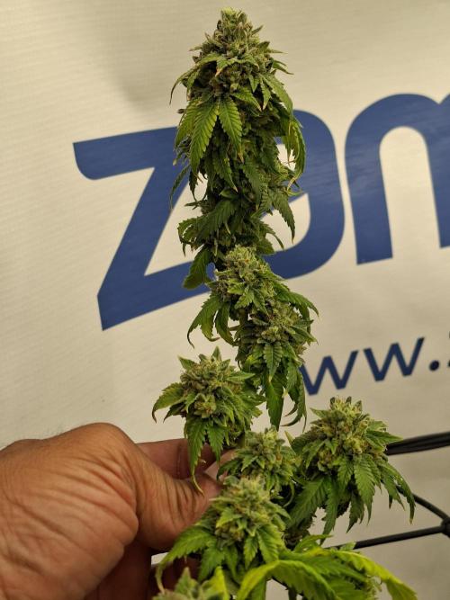 Zamnesia Trio. Week 17