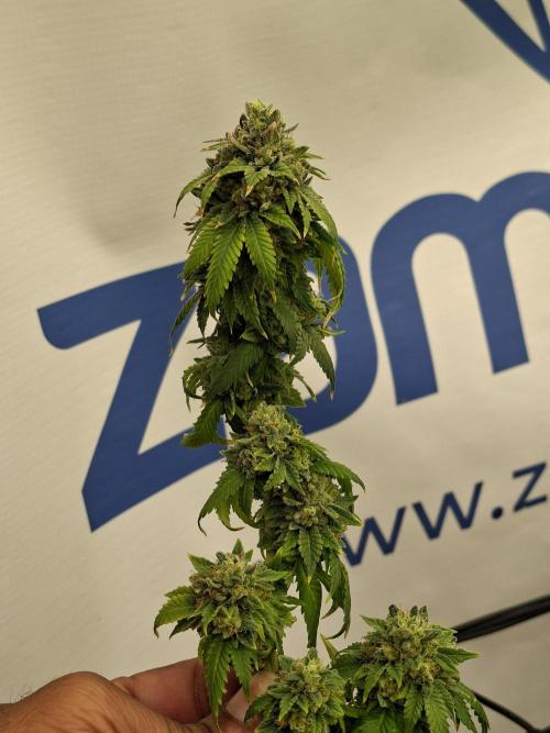 Zamnesia Trio. Week 17