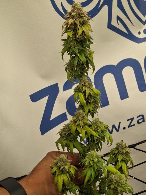 Zamnesia Trio. Week 17