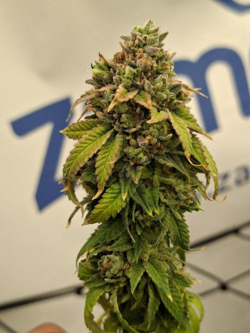 Zamnesia Trio. Week 17