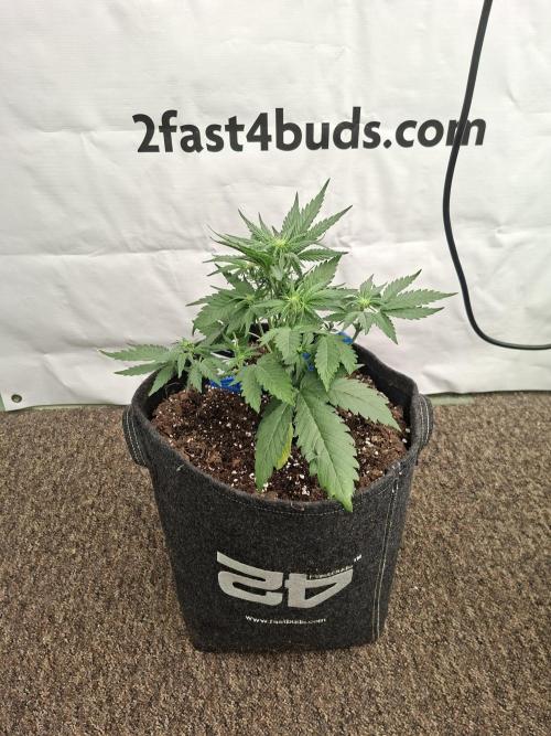 Cherry Cola RF3. Week 4