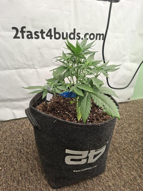Cherry Cola RF3. Week 4