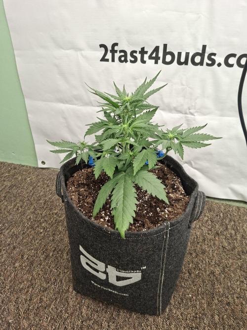 Cherry Cola RF3. Week 4