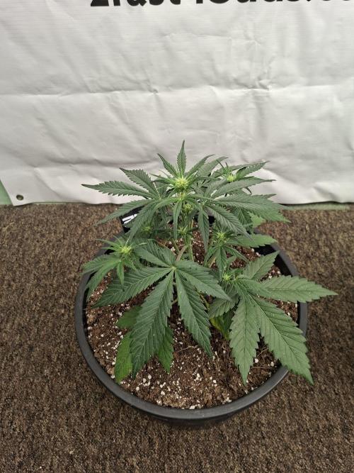 Cherry Cola RF3 #2. Week 4