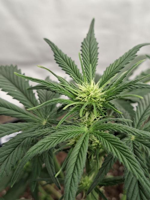 Cherry Cola RF3 #2. Week 4
