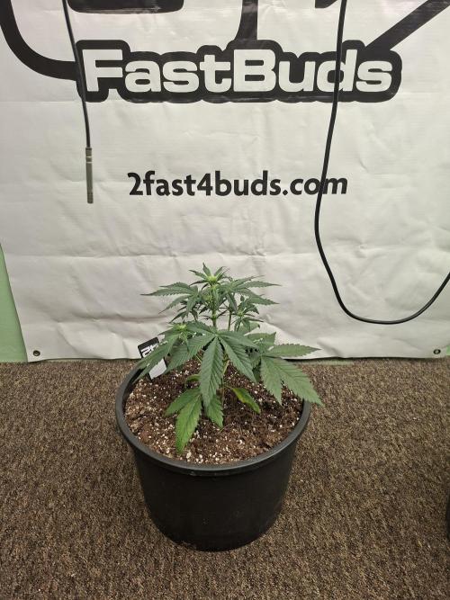 Cherry Cola RF3 #2. Week 4