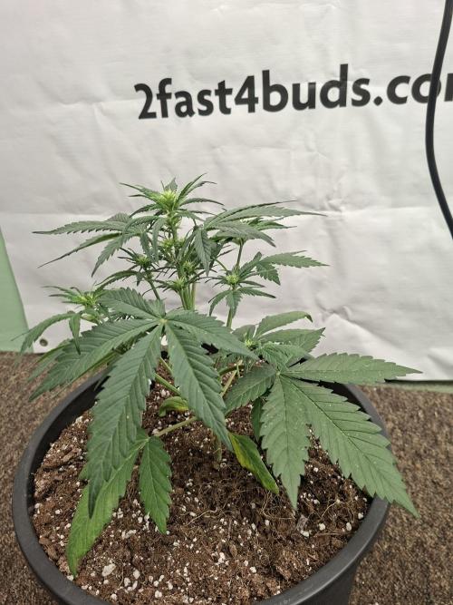 Cherry Cola RF3 #2. Week 4
