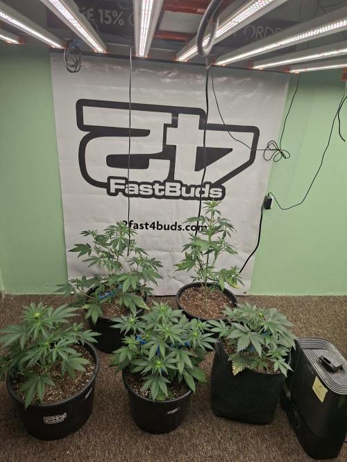 Fastbuds Mendo Frost Auto. Week 4