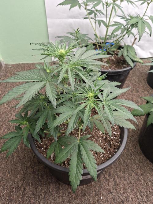 Fastbuds Mendo Frost Auto. Week 4