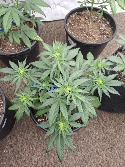 Fastbuds Mendo Frost Auto. Week 4