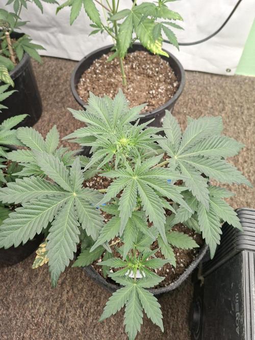 Fastbuds Mendo Frost Auto. Week 4