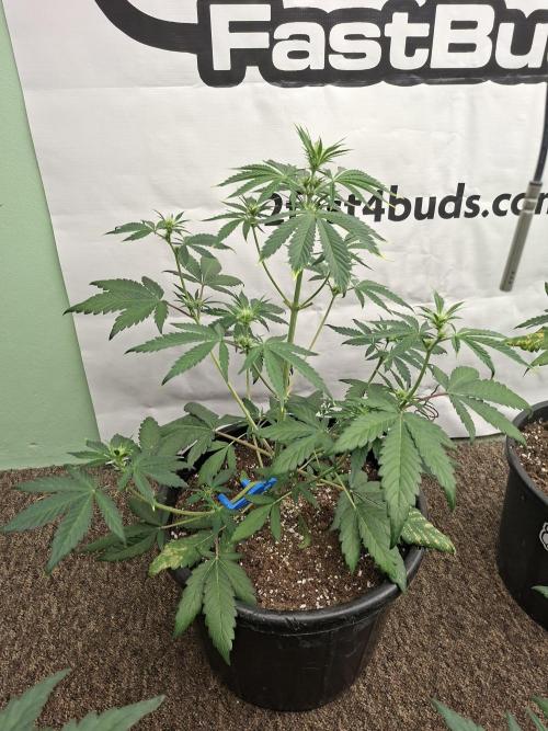Fastbuds Mendo Frost Auto. Week 4
