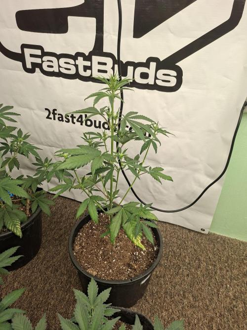 Fastbuds Mendo Frost Auto. Week 4