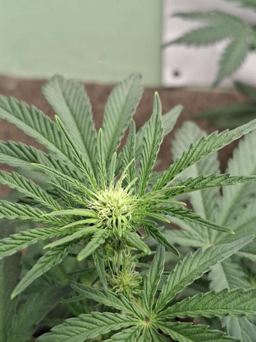 Fastbuds Mendo Frost Auto. Week 4