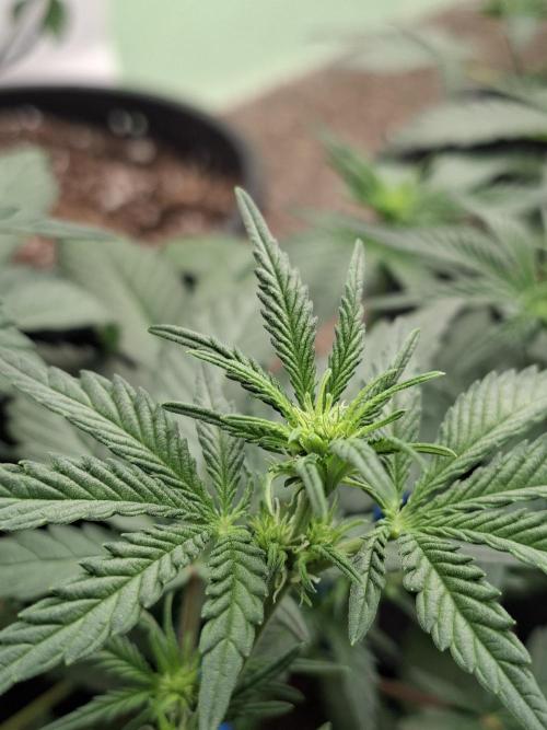 Fastbuds Mendo Frost Auto. Week 4