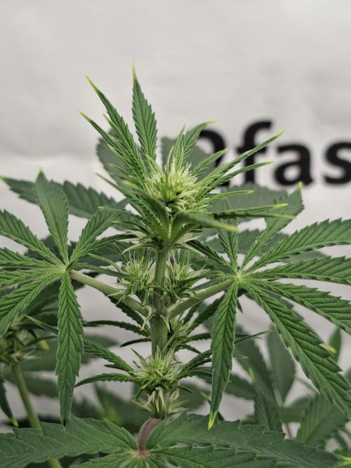 Fastbuds Mendo Frost Auto. Week 4